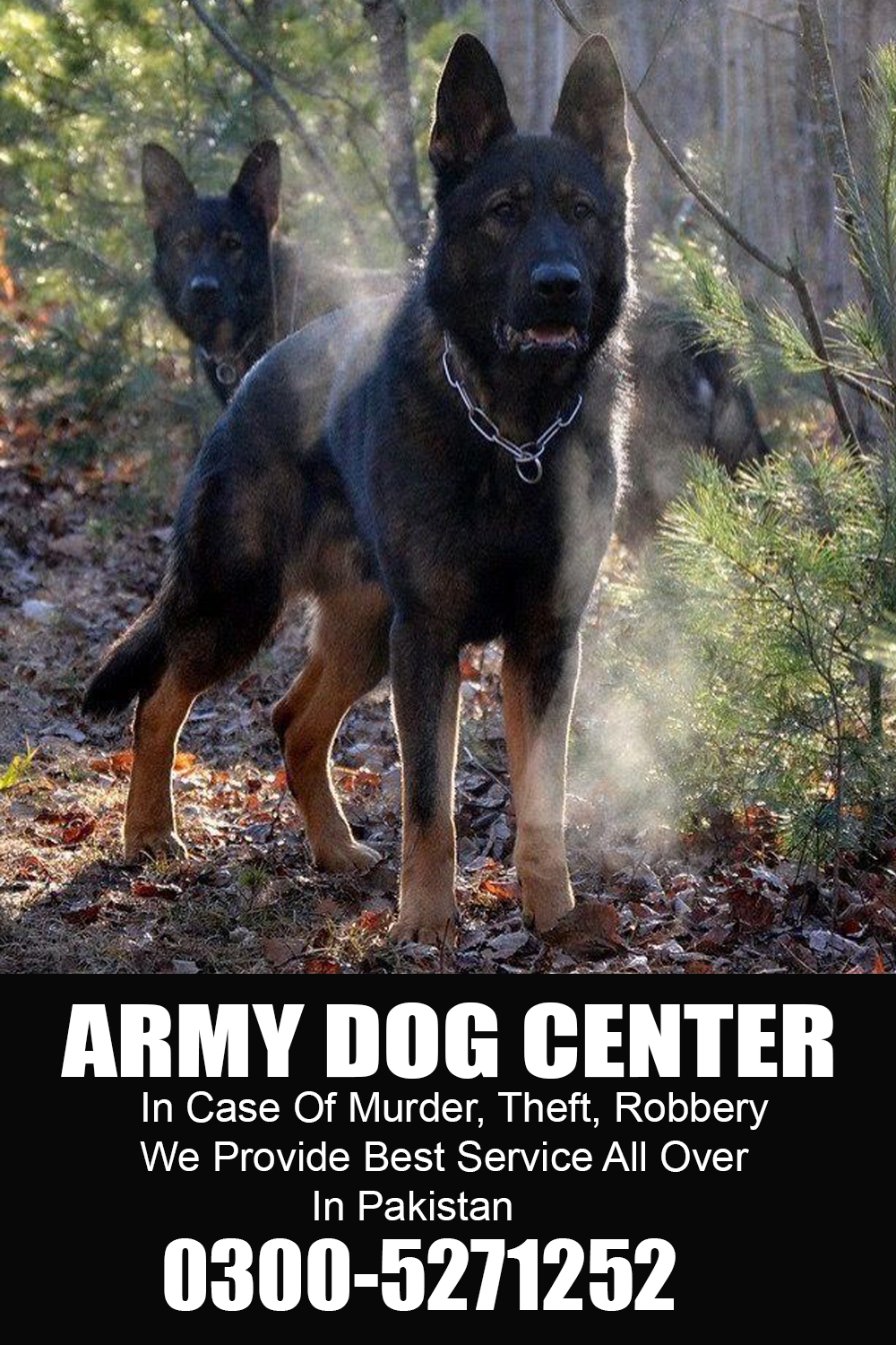 Army Dog Center Bahawalnagar