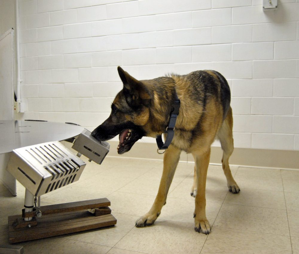 Army Dog Center Balochistan