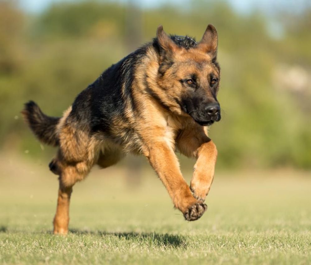 army dog center near me